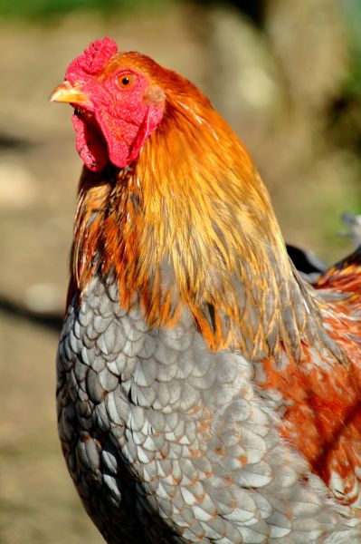 Jean-Poulet - Coq Brahma Jean-Poulet - Coq Brahma
